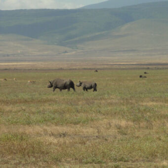 Een grote en kleine neushoorn in de Ngorongoro krater