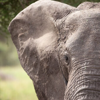 gezicht van olifant ingezoomd aan een kant met modder op zijn oor