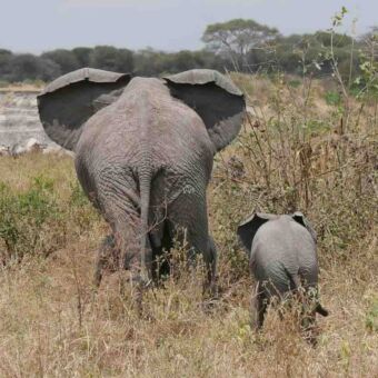 grappige foto van de achterkant van een grote olifant en kleintje in een droog gebied op de serengeti