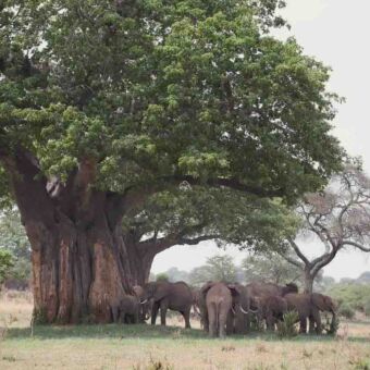 grote groep olifanten in de schaduw van een hele grote in blad staande baobaob tarangire tanzania