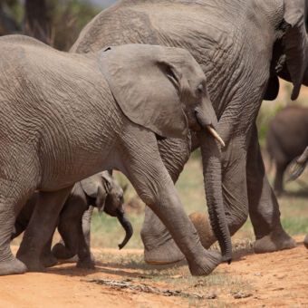 groepje olifanten met jong haastig lopend