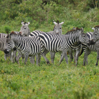 TESTJE groepje zebra's op een groen veld tarangire tanzania