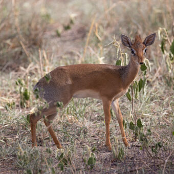 dik dik tussen de takken in tarangire