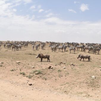 op de voorgrond twee rumba's en daarachter grote groep zebra's in dor landschap van de serengeti