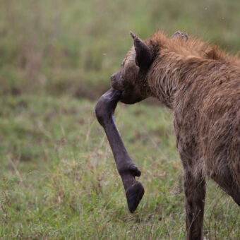hyena met poot in z'n bek ban een gnoes lopend over de serengeti