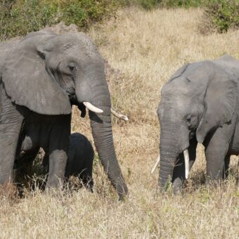 Volwassen olifant met een iets jongere en kleintje waarvan eenaam het drinken is