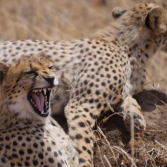 Geeuwende cheeta