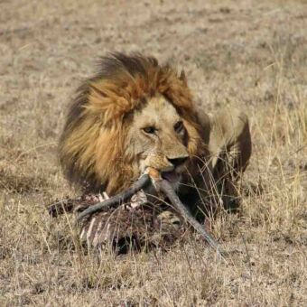 Een liggende mannetjes leeuw met mooie manen kauwend op de laatste restjes van een gazelle