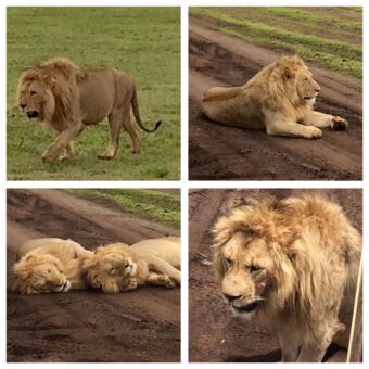 mannetjes leeuwen tarangire tanzania