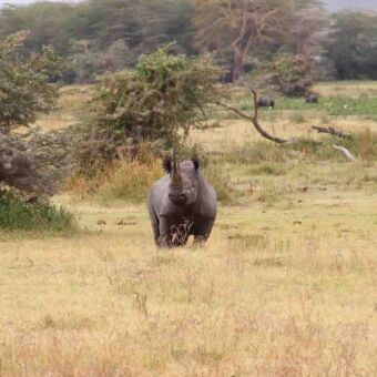 Safari Tanbzania. Neushoorn kijkend naar de camera bij Ngorongoro krater tanzania