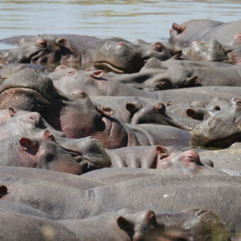 dicht op een gepakte groep hippo's in een poel