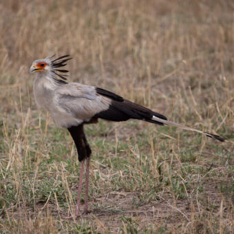 secretary bird op de serengeti in het gras