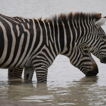 drinkende zebra's in een waterpoel