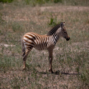 baby zebra kijkend naar voren in tarangire tanzania
