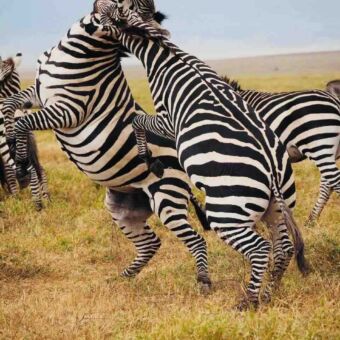 vechtende zebra's op de Serengeti