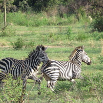 2 zebra's in het groen in burigi chato national park