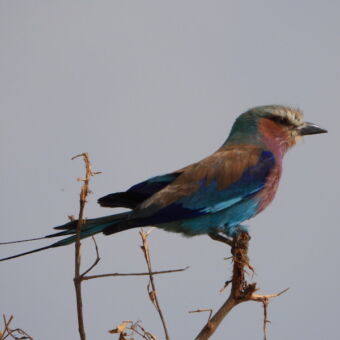 lilac breasted roller die op een tak zit