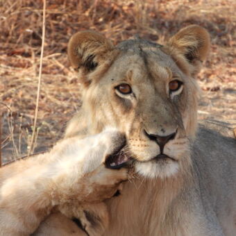 jong welpje die moederleeuw onder haar kin liefkoost
