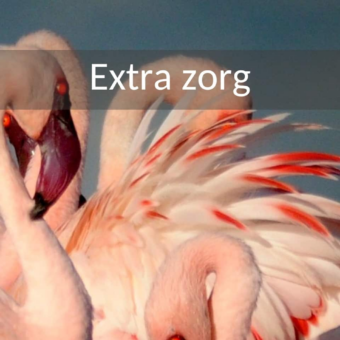 Safari reizen voor mensen met extra zorg. Roze flamingo's van dichtbij met een gekromde nek en rode snavel.