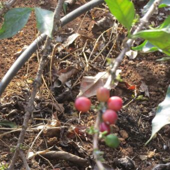 koffieplant op de plantage met rode koffiebonen