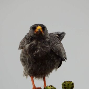 Mooie zwarte vogel die je recht aankijkt