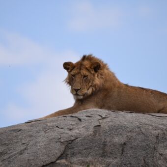 mannetjes leeuw op een kopje