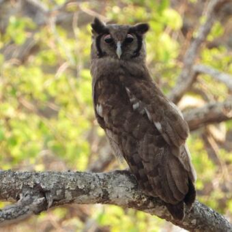 Safari Tanzania vogels spotten. Close up van een Verreaux's Eagle Owl