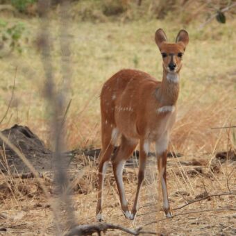 Mooie bruine kleine antiloop die je aankijkt staand in het dorre gras. Bushbuck