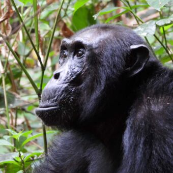 Romp en hoofd van Chimpansee die stoer voor zich uit kijkt