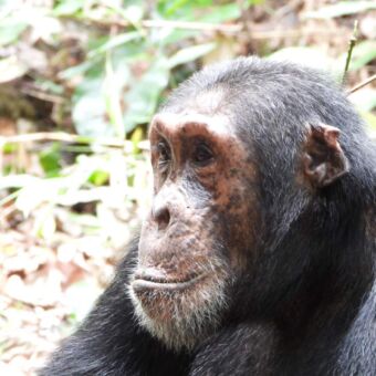 kop van chimpansee die peinzend voor zich uit staart