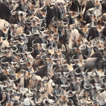 closup van een grote groep dicht opelkaar gepate gnoes tijdens een oversteek van de mara rivier