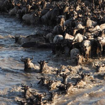 Grote kudde gnoes tijdens de migraties waarbij ze nu de Mara rivier oversteken