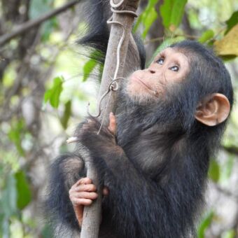 Jonge chimpansee die hangt aan een tak en omhoog kijkt
