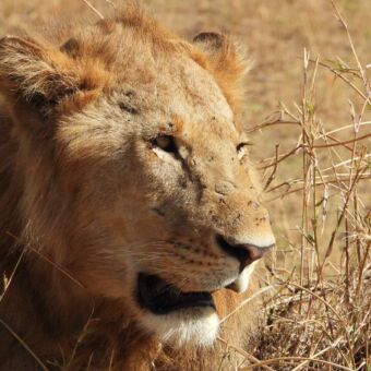 Jonge mannetjes leeuw met goedgekeurde manen liggen in het gras