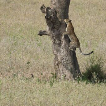 luipaard die in de boom aan het klimmen is op de serengeti