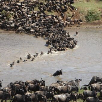 overzicht over een rivier waar een grote groep gnoes in een sliert de rivier oversteken. Op de ene oever springen ze erin en op de andere oever klauteren ze eruit