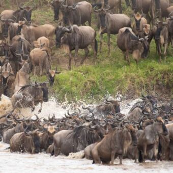 grote migratie en crossing waarbij opvallend een gnoe uit het water springt