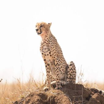 cheeta zittend op een heuveltje in de serengeti en heel geconcentreerd kijkend