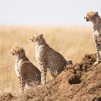drie cheetahs die heel geconcentreerd naar links kijken op een heuvel op de serengeti gemaakt tijden een fotosafari