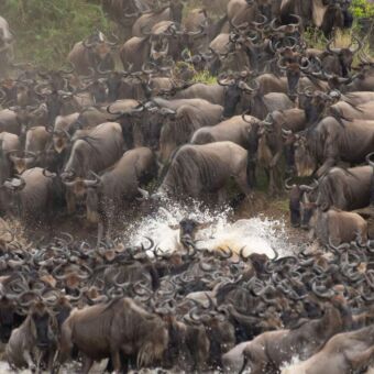 grote groep gnoes die de rivier de mara oversteken en een gnoe die precies in het water plonst
