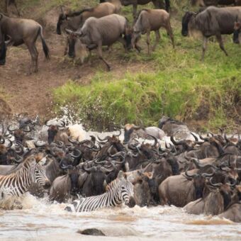 grote migratie in het noorden van de serengeti met gnoes en op de voorgrond zebra's die samen de rivier oversteken