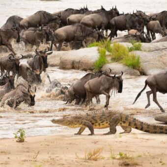 op de achtergrond allemaal gnoes die de rivier oversteken tijdens een crossing en op de voorgrond een krokodil