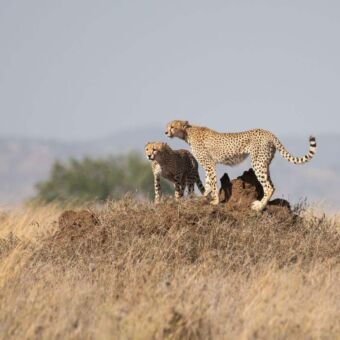 twee cheeta's die op een heuvel lopen midden op de serengeti