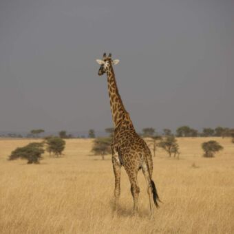 giraf staand in het gele gras kijkend naar de donkere wolken op de achtergrond