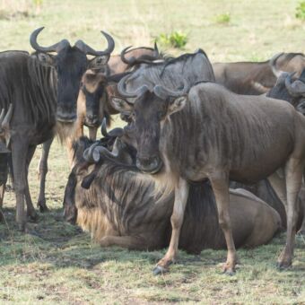 kleine groep van gnoes staand en liggend in het gras. ze kijken je aan