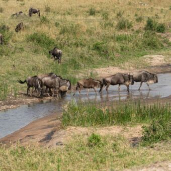 groepje gnoes die door een plas lopen op de serengeti