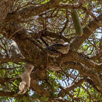 in een boom ligt op een tak een grote bruine en goudkleurige slang