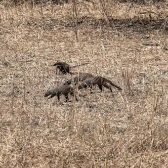 vijf mangus lopend door het dorre gras in tarangire