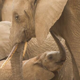 olifant met kleinje die de slurf omhoog doet naar zijn moeder