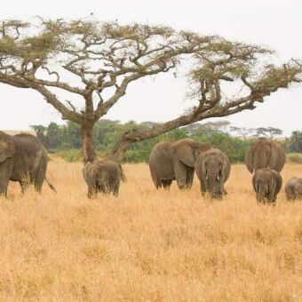grote groep olifanten die je tegemoet komen in goudgeel gras op de vlaktes van de Serengeti